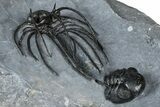 Rare, Spiny Heliopeltis Trilobite - Top Quality Example #368567-4